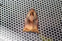 Archips podana
