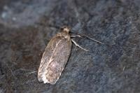 Agonopterix assimilella
