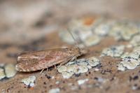 Dichrorampha simpliciana
