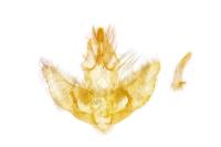 Agonopterix assimilella