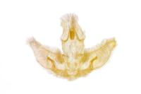 Agonopterix assimilella