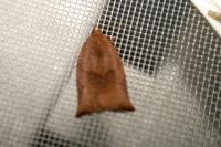 Archips podana
