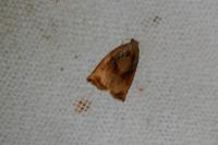 Archips podana