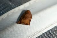Archips podana