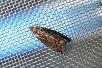 Cydia splendana