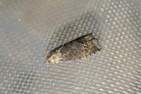 Cydia splendana