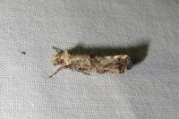 Morophaga choragella
