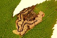 Stigmella mespilicola