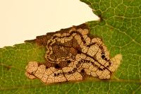 Stigmella mespilicola