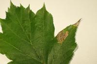 Stigmella mespilicola