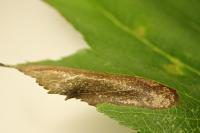 Phyllonorycter mespilella