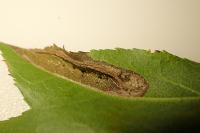 Phyllonorycter mespilella