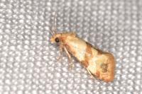 Phalonidia contractana