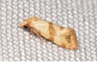 Phalonidia contractana