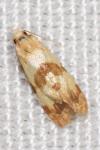 Phalonidia contractana