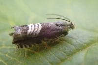 Grapholita compositella