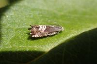 Grapholita compositella