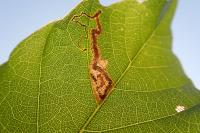 Stigmella samiatella