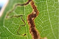 Stigmella samiatella