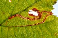 Stigmella microtheriella