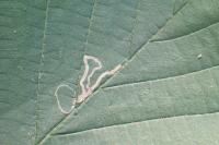 Stigmella microtheriella