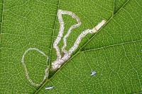 Stigmella microtheriella