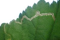 Stigmella floslactella/microtheriella