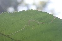 Stigmella floslactella/microtheriella