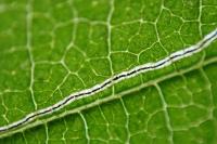 Stigmella floslactella/microtheriella