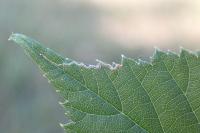 Stigmella aurella