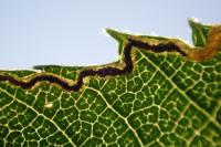 Stigmella aurella
