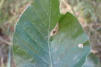 Phyllonorycter maestingella