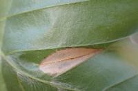 Phyllonorycter maestingella
