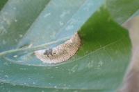 Phyllonorycter maestingella
