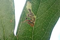 Stigmella crataegella