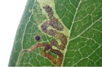 Stigmella crataegella