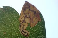 Stigmella hybnerella