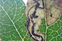 Stigmella hybnerella