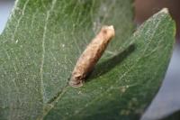 Coleophora coracipennella