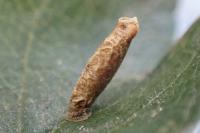 Coleophora coracipennella