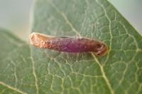 Coleophora trigeminella