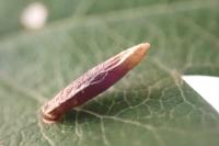 Coleophora trigeminella