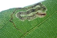 Stigmella hemargyrella