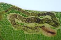 Stigmella hemargyrella