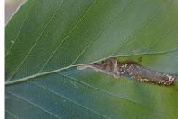Stigmella tityrella