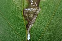 Stigmella tityrella