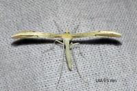 Hellinsia carphodactyla