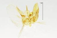 Hellinsia carphodactyla