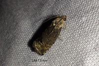 Cydia splendana