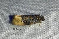 Metendothenia atropunctana